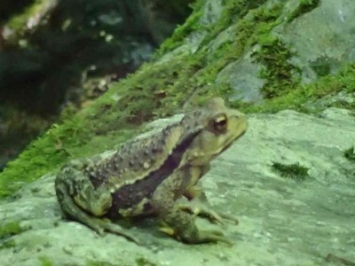 P8010052.jpg (55.55 KiB) 閲覧された回数 2425 回 カエル