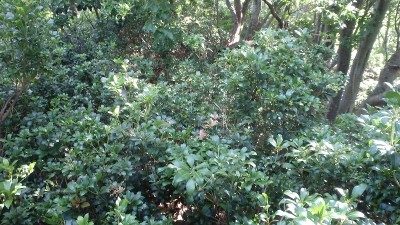 P7304169.jpg (486.18 KiB) 閲覧された回数 3246 回 アセビのバリアが…