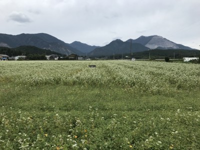 藤原岳とソバ畑　丹生川（10月9日）