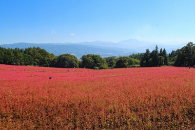 赤ソバ　赤そばの里（10月2日）