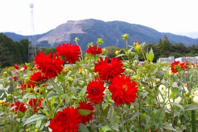 藤原岳とダリア　KIMOTOダリア園（10月8日）