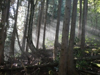 PA150567.jpg (480.79 KiB) 閲覧された回数 3724 回 残るガスに差し込む朝の陽光