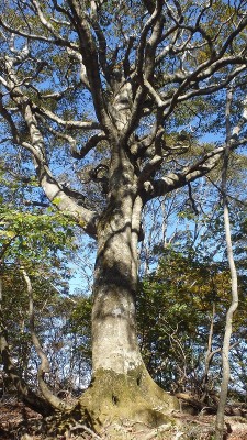 PA150582.jpg (605.49 KiB) 閲覧された回数 3727 回 co950ピーク付近の巨ブナ