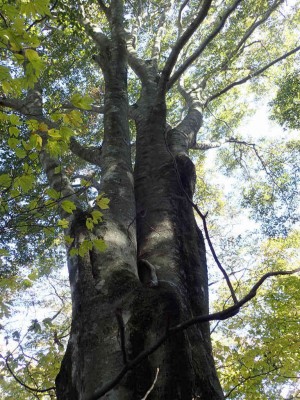 PA260075.jpg (138.42 KiB) 閲覧された回数 4671 回 ブナの大木