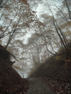 雲海の中の伊勢峠