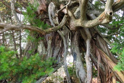 これはまだ序の口だ