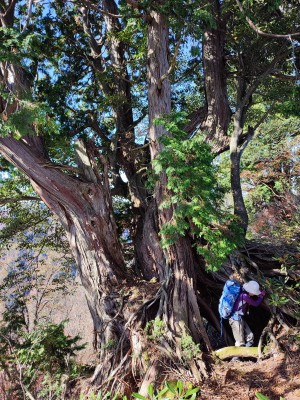 ナンバー２の大ヒノキ