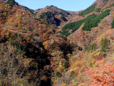 中央左下が第３工場跡に植えられた杉林