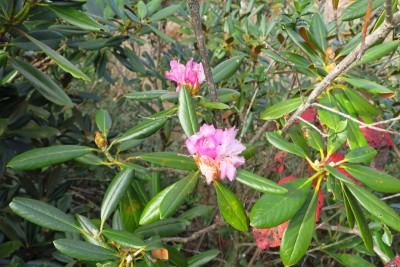 狂い咲きのシャクナゲが