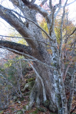 ミズナラの巨木