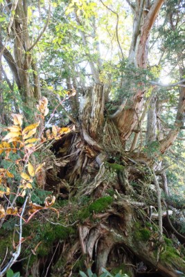 何がなんだかわからないヒノキ