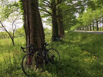 IMG_7504.jpg (469.11 KiB) 閲覧された回数 3603 回 ビワイチお決まりのメタセコイヤ並木