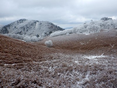 12/16　積雪前の霧氷。