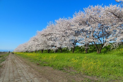 IMG_4293.jpg (394.02 KiB) 閲覧された回数 3488 回 木曽長良背割堤