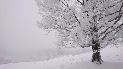 2021年の明神平 - コピー.jpg