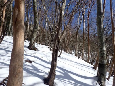 P1120018.jpg (111.67 KiB) 閲覧された回数 3514 回 標高1300m稜線への斜面