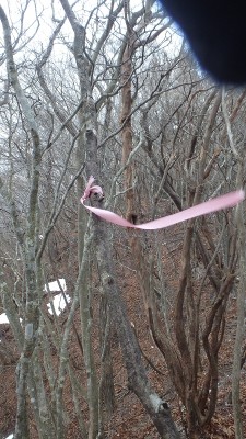 P1191082.jpg (466.71 KiB) 閲覧された回数 2623 回 ピンクの目印リボンに導かれ