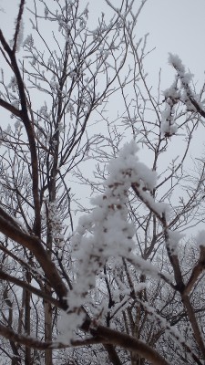 P1191068.jpg (419.86 KiB) 閲覧された回数 2635 回 珠玉の輝き