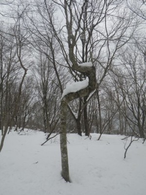 IMGP0015.JPG (72.19 KiB) 閲覧された回数 3119 回 どうしたらこうなるんだろう