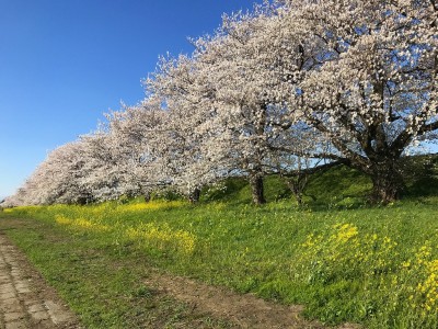 木曽長良背割提