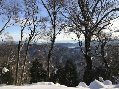 七七頭ヶ岳のブナ