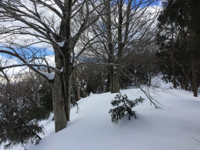 杉林の中のブナ