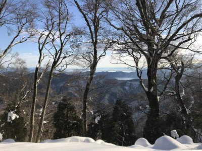 七七頭ヶ岳山頂のブナ