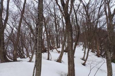 下山の尾根も快適
