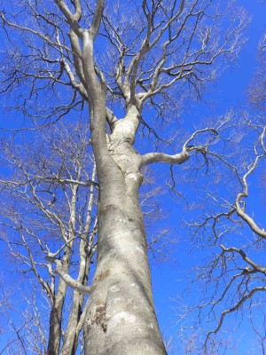 P2280021.jpg (134.25 KiB) 閲覧された回数 2196 回 ブナの大木