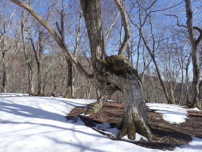 P2280077.jpg (130.48 KiB) 閲覧された回数 2196 回 P918付近の異形のミズナラ