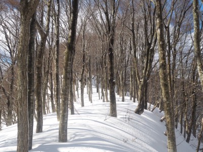 八飯の東尾根のブナ林.JPG