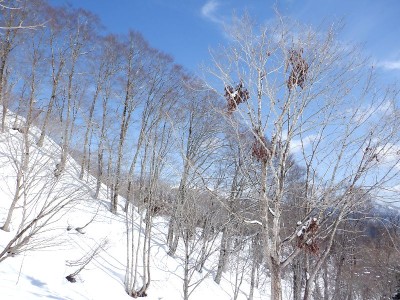 こんな細い木にクマが登れるのだろうか？