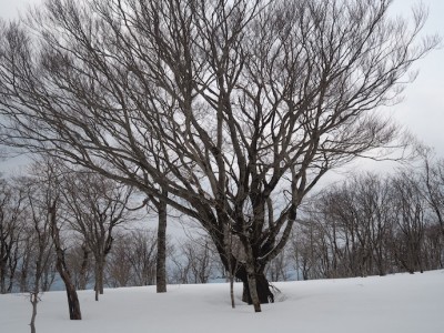 ブナの孤樹.JPG