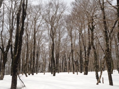 山頂部のブナ林.JPG
