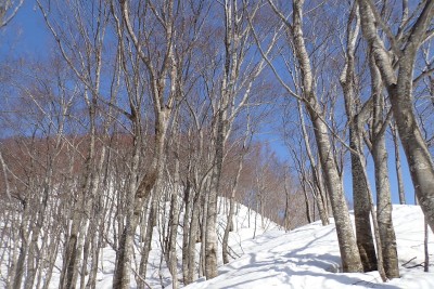 P1166m手前のブナ林