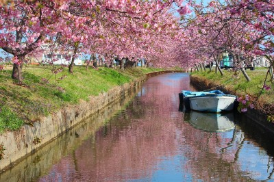 笠松河津桜