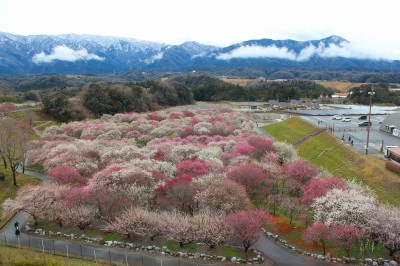 IMG_3896.jpg (791.15 KiB) 閲覧された回数 4625 回 いなべし農業公園梅林