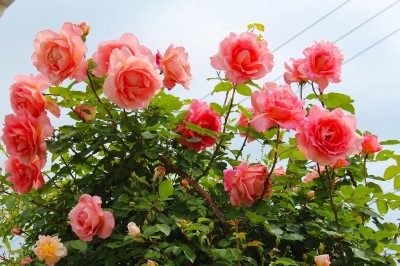 IMG_1789.jpg (650.19 KiB) 閲覧された回数 4621 回 コンフィダンス Confidence