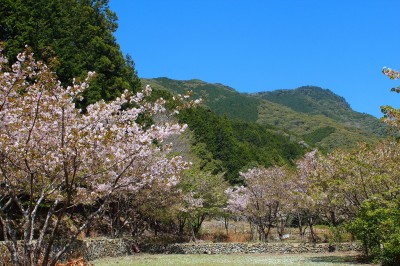 IMG_4402.jpg (426.8 KiB) 閲覧された回数 4610 回 横輪桜