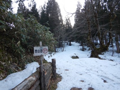 桑ヶ谷林道終点、大きな古木がお出迎え