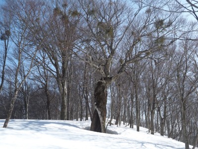 ブナの大樹.JPG