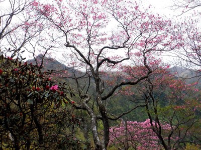 ４日前にはバクハツしていたと思う。