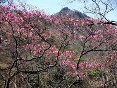4/22まだ半分以上が開花前の赤いつぼみ