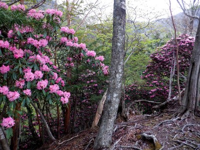 今年のシャクナゲは大バクハツ