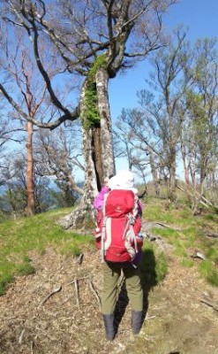 台高のたくましい木を撮るたくましいtsuboさん