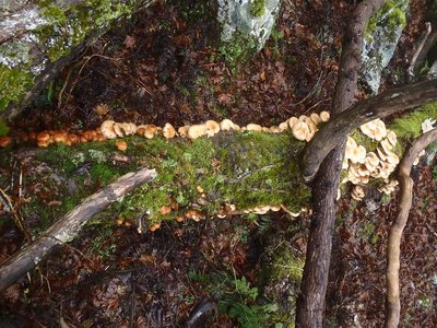 国見公園の11/6のナメコ