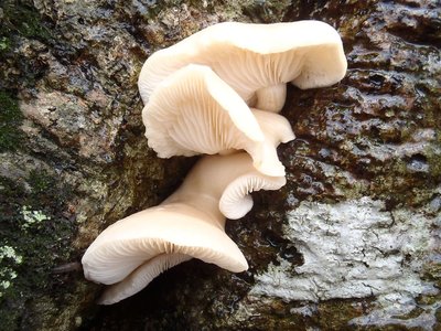 このキノコは食べられますか？