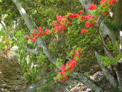 P5100009.jpg (337.28 KiB) 閲覧された回数 6320 回 ヤマツツジが目を楽しませてくれる