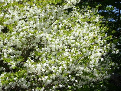 P5100019.jpg (344.11 KiB) 閲覧された回数 6307 回 満開のシロヤシオ