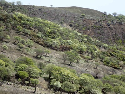 羊の放牧場にはもう一息